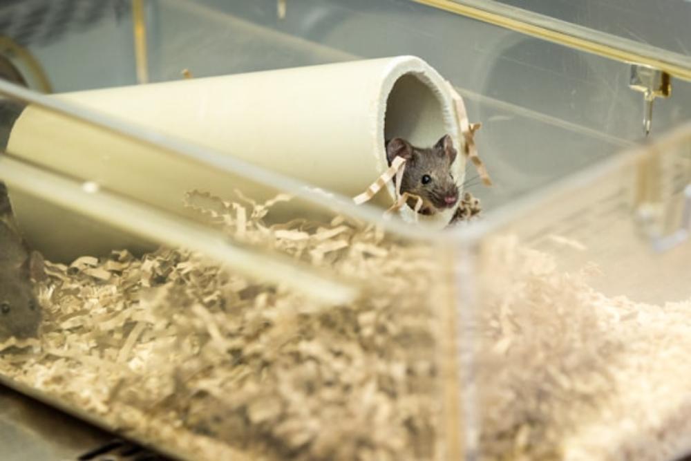 A lab mouse emerging from a paper tube in its nest