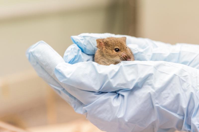 A mouse in a research lab