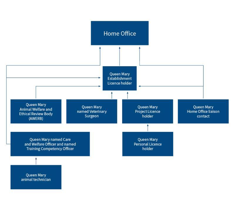 Home Office licensing structure, showing hierarchy of reponsibility