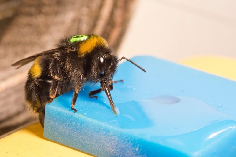 A bumblebee worker (Bombus terrestris) feeding on sucrose solution 