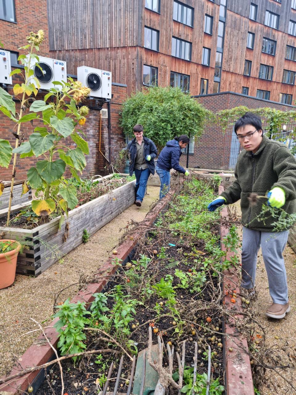Student volunteers digging out summer plants from the campus allotments to get the beds ready for a new year.