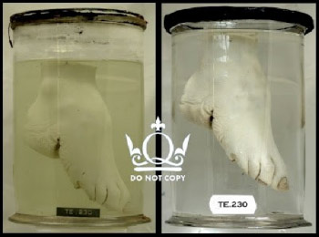 TE.230 Before and after