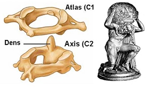 close up picture of the first two cervical vertebrae, the Atlas and Axis 