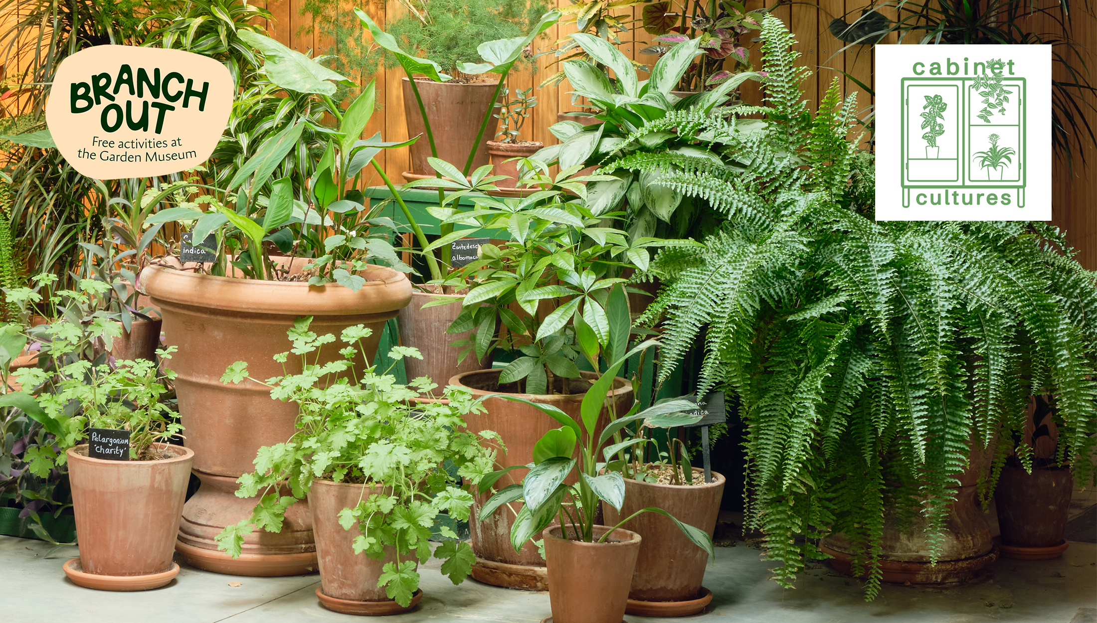 BRANCH OUT | TALK: THE VALUES OF HOUSEPLANTS: A CONVERSATION WITH CABINET CULTURES’ CURATORS