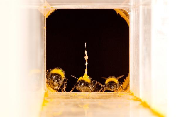 Three bumblebee workers (Bombus terrestris) prepare to leave their nest box.