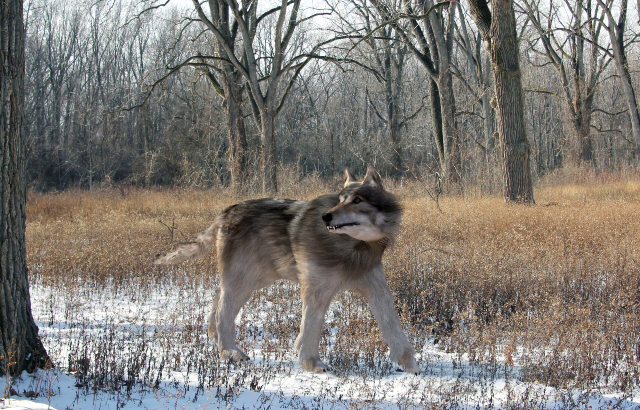 wolf snarling in forest
