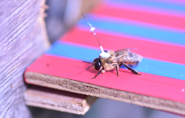 Bee with radar tracking device on back