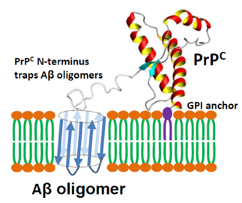 Prion protein stabilizes amyloid-β oligomers and enhances their neurotoxicity in a Drosophila model of Alzheimer's disease