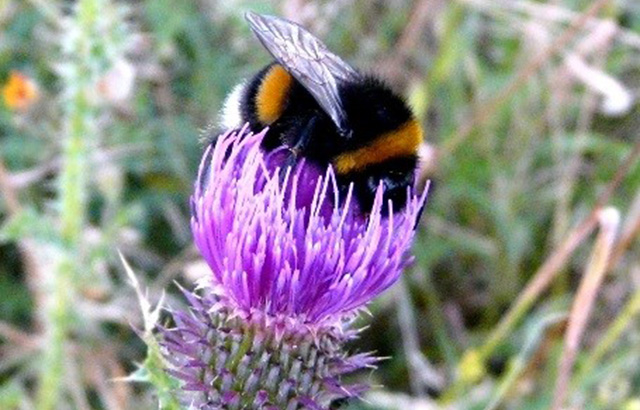 Male bumblebee feeding on a thistle flower
