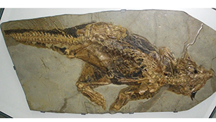 fossilised psittacosaurus' legs (Credit- Wikimedia Commons_ Ghedoghedo)