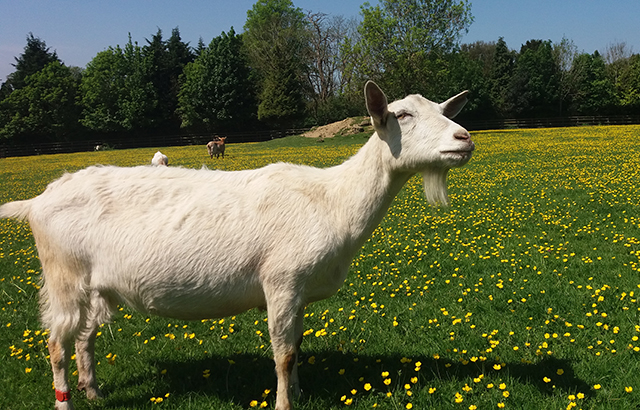 A goat at Buttercups Sanctuary for Goats in Kent, UK. Credit: Christian Nawroth