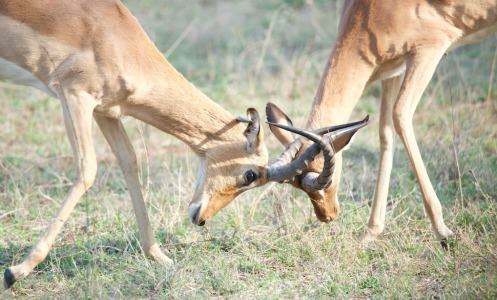 Impala attack! Photo thanks to Dr Rob Knell