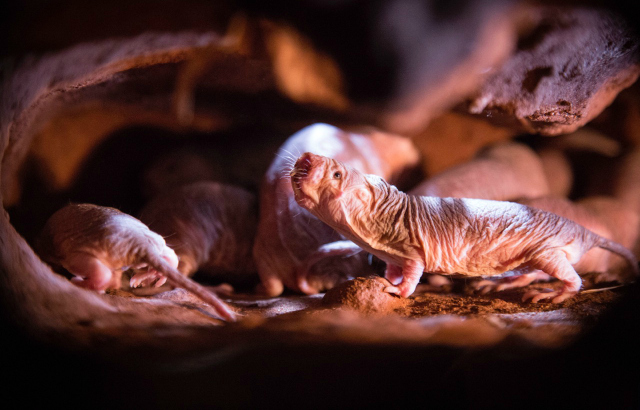Naked mole-rats (copyright - Chris Faulkes)