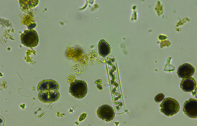 Phytoplankton from the mesocosm experiment. © Daniel Padfield