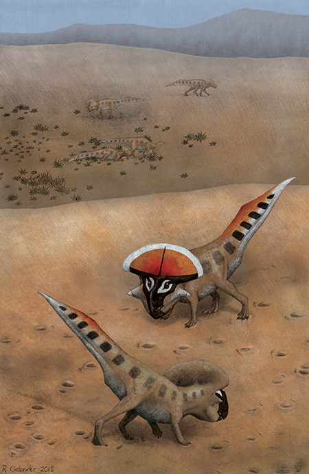 Life restoration of adult Protoceratops andrewsi in the foreground engaging in speculative display postures. Non-mature animals can be seen in the background. CREDIT: Rebecca Gelernter