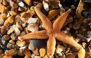 orange starfish on pebbles