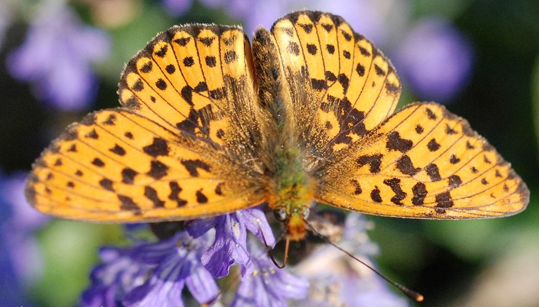 Pearl Bordered Fritillary © Ross Newham