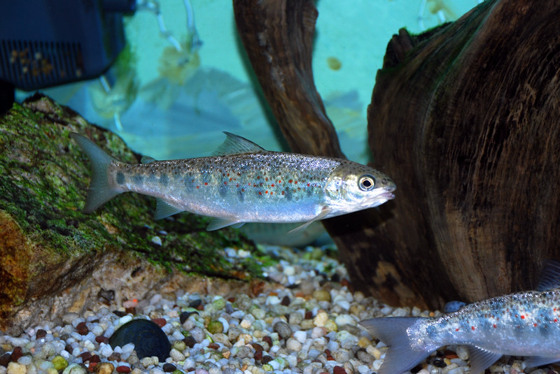 juvenile salmon in fish tank