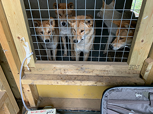 Dingos in a cage looking curiously at equipment