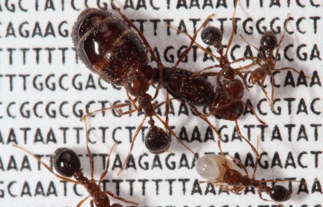Fire ants over image of genetic sequence