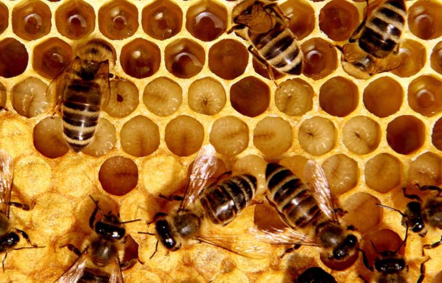 Honeybees and larvae