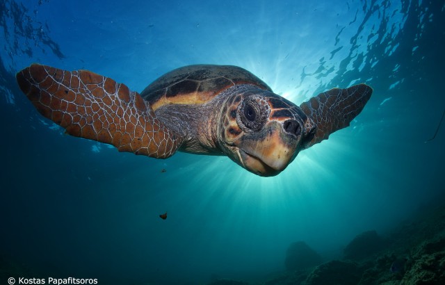 Loggerhead turtle