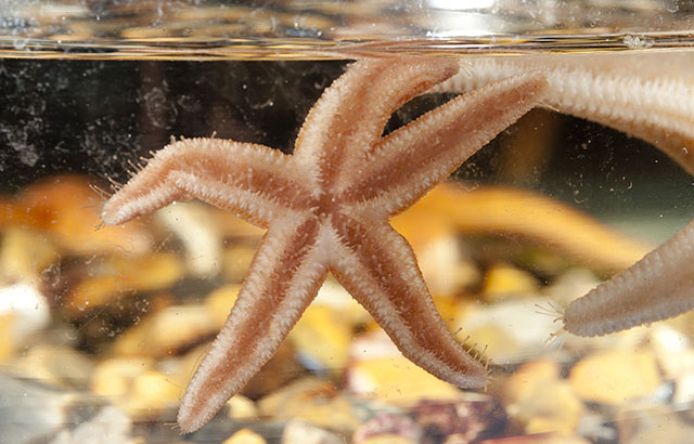Starfish Main Image