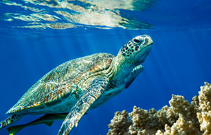 Turtle swimming by reef