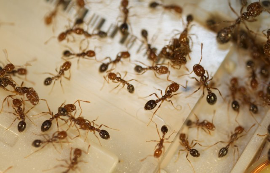A group on brown coloured fire ants