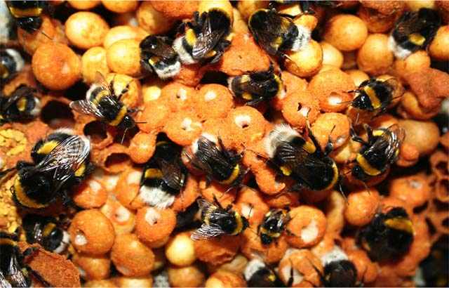 Bumblebee Colony