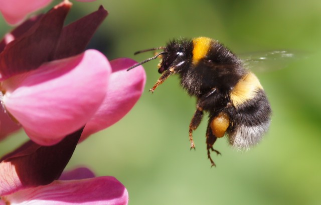 A bumblebee visiting a pink flower