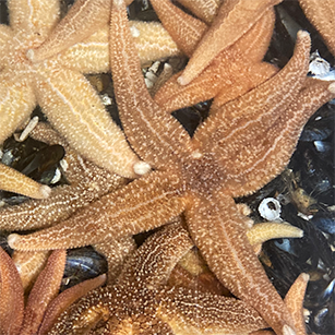 Starfish laying over each other