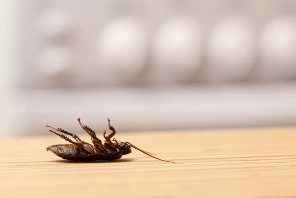 a dead cockroach on a kitchen floor