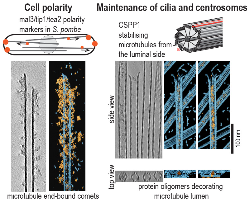 CryoET of multivalent protein assemblies binding to microtubules