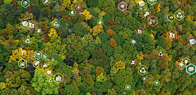 Aerial shot of trees with data symbols layered on top