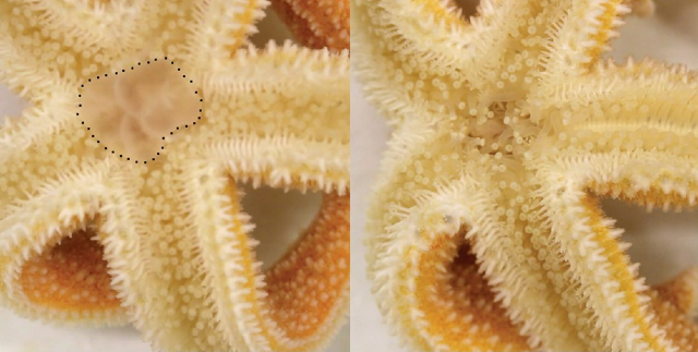 Two starfish side by side