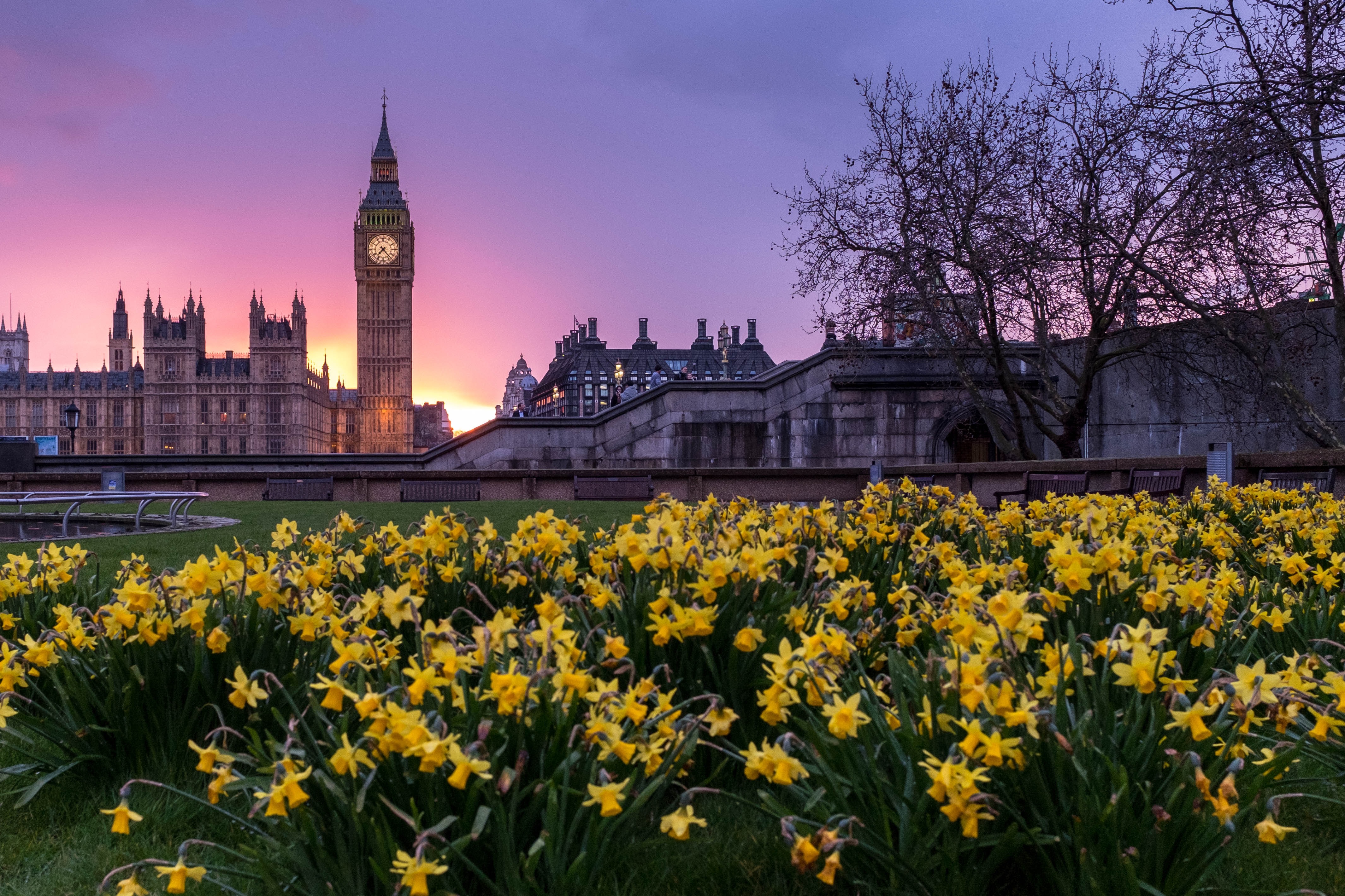 Westminster Parliament and Big Ben with Daffodils in the Foreground