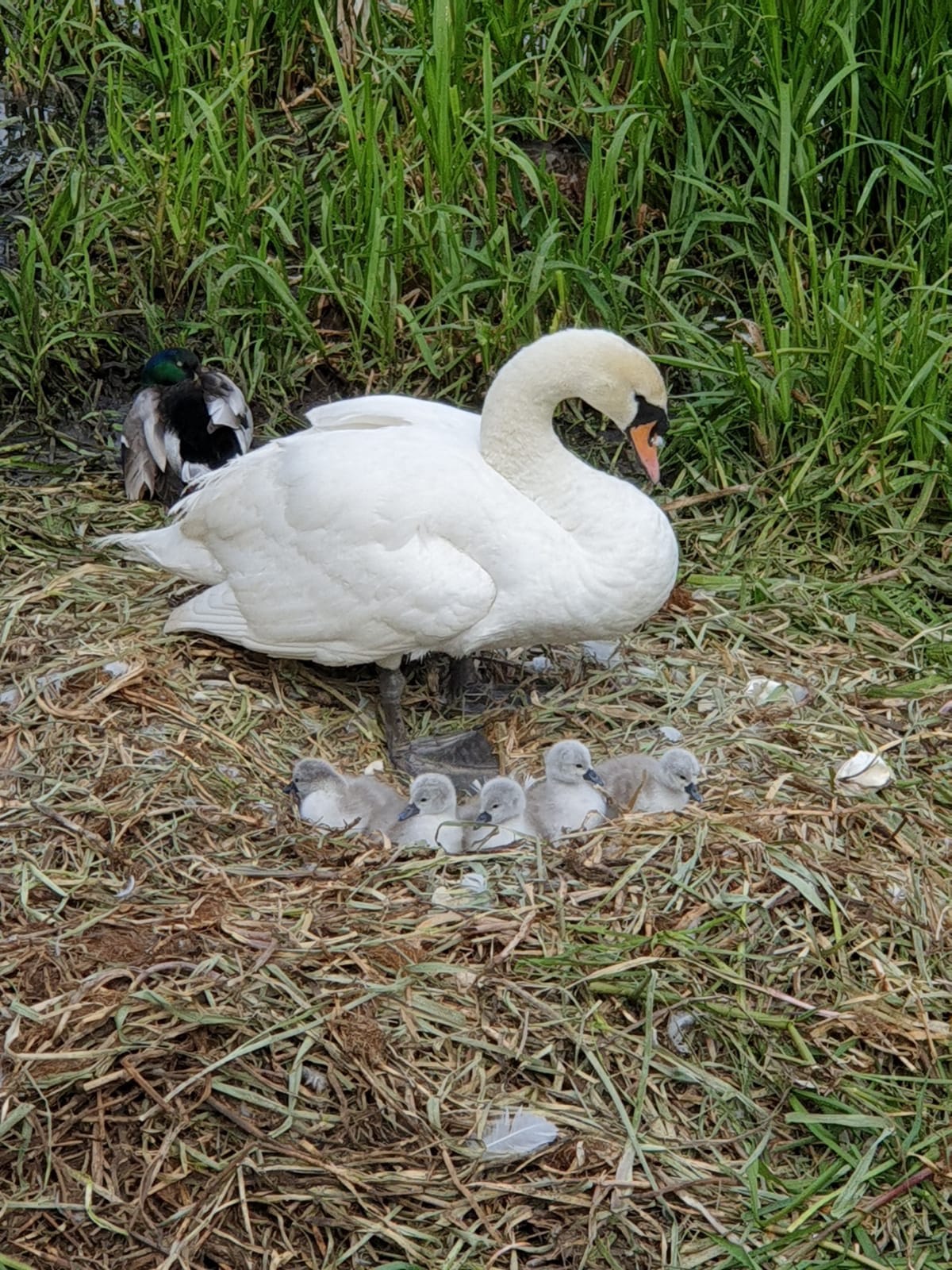 Photo by Piotr Tryhubczak showing a swan with cygnets