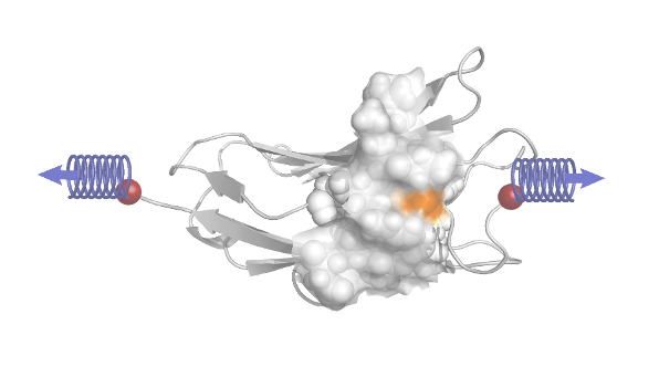 Binding Pockets in Proteins Induced by Mechanical Stress