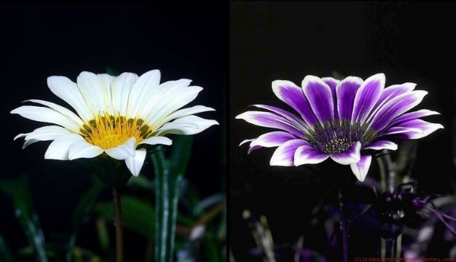 Two flowers of the same species, one is the colours visible to the human eye and the other is the colour seen through using UV light