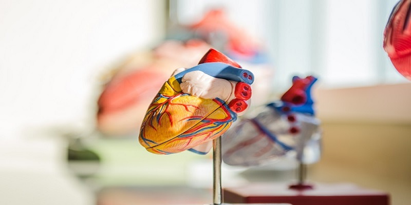 A lab model of the heart used to practice surgical skills