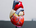 Model of human heart.Model of a heart. Photo by Kenny Eliason on Unsplash.
