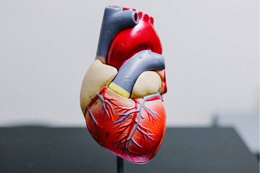 Model of a heart. Photo by Kenny Eliason on Unsplash
