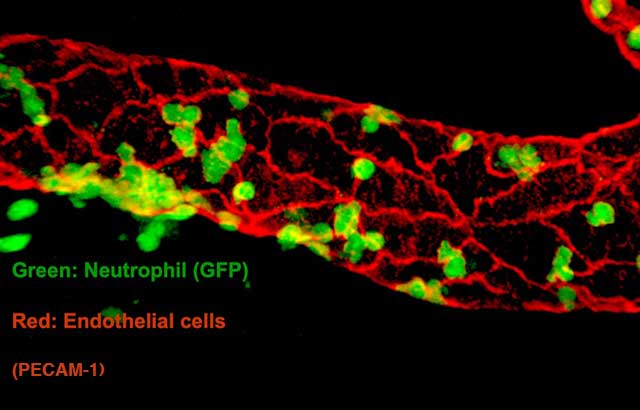Figure: Professor Nourshargh’s team have developed a high-resolution confocal IVM platform optimized for analysis of neutrophil diapedesis. Representative video-micrograph of a stimulated post-capillary venule in the reporter mouse LysM-EGFP-ki expressing GFPhigh neutrophils as imaged using a Wellcome Trust funded Leica SP8 confocal microscope; endothelial cell junctions were labelled in vivo with an AF555-anti-PECAM mAb. Image captured by Wellcome Trust funded post-doc Dr Loic Rolas.