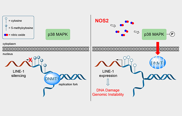 NOS2 and S-nitrosothiol signaling induces DNA hypomethylation and LINE-1 retrotransposon expression