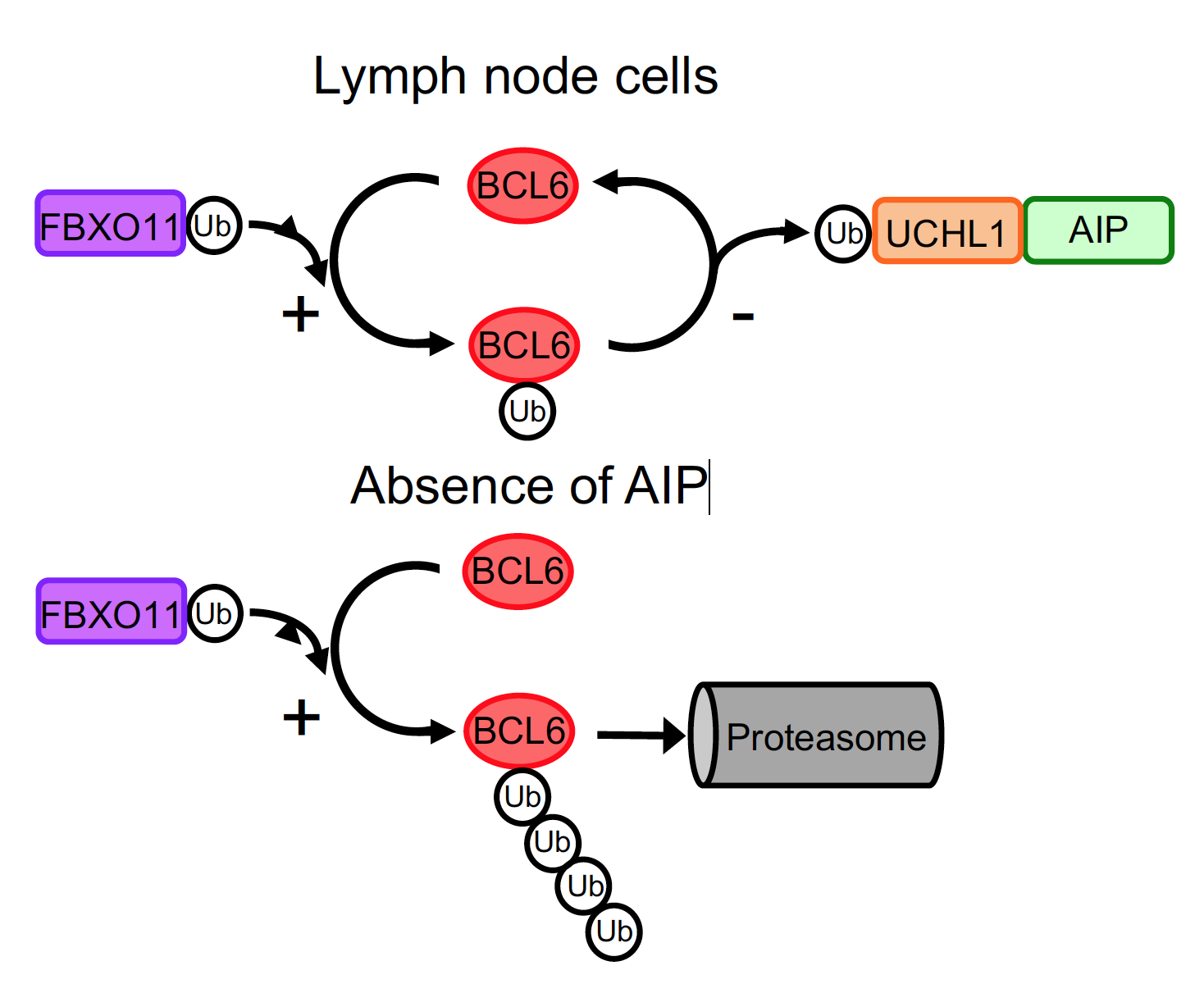 BCL6 – protein supporting lymphoma growth FBXO11 – protein attached ubiquitin chain to BCL6 Ub- ubiquitin molecules forming a chain UCLH1 – protein which cuts off ubiquitin chain from BCL6 Proteasome - the cell system to degrade proteins