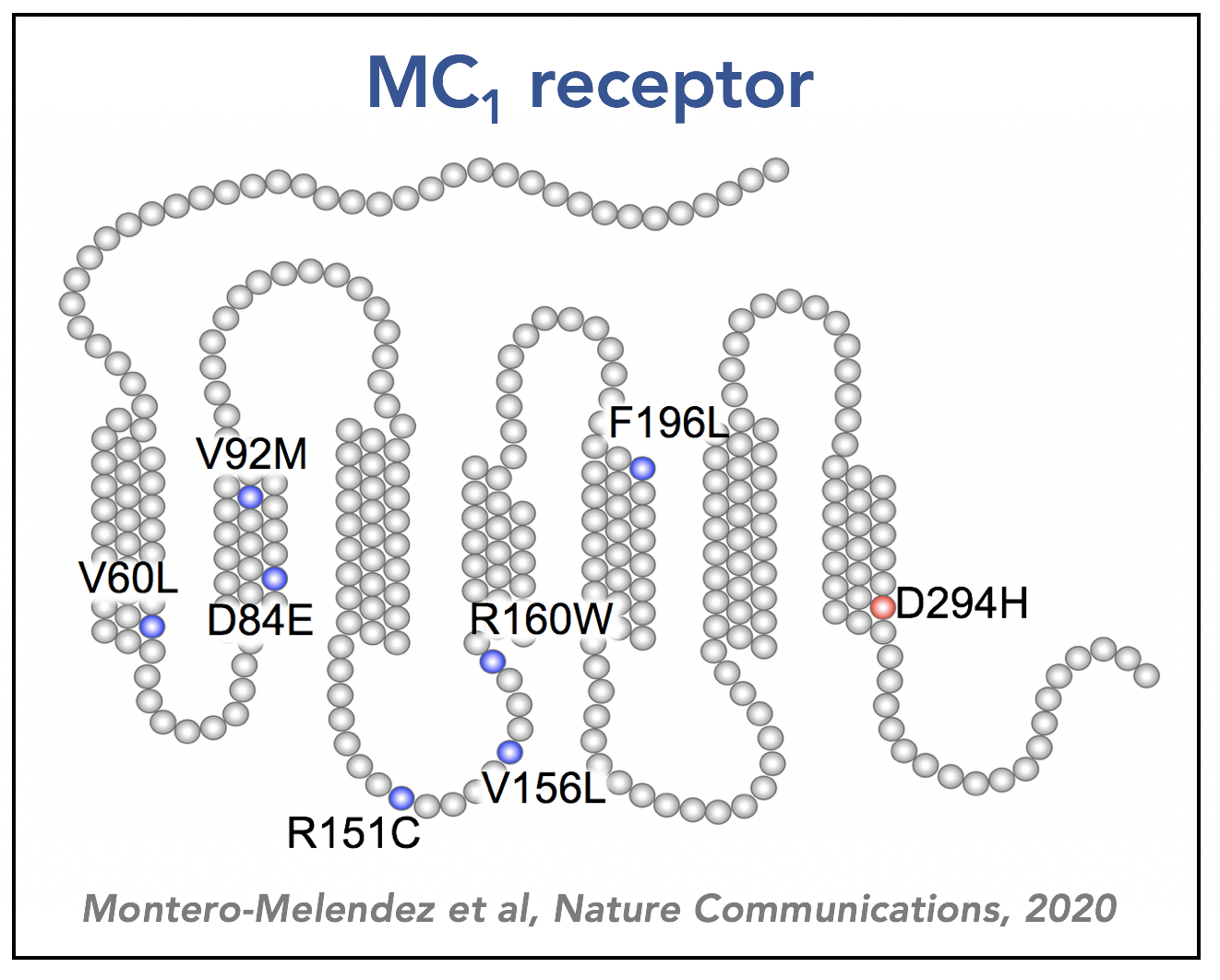 MC1 Receptor