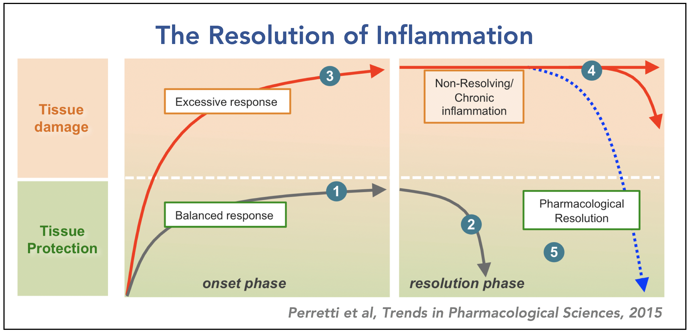 Resolution of Inflammation
