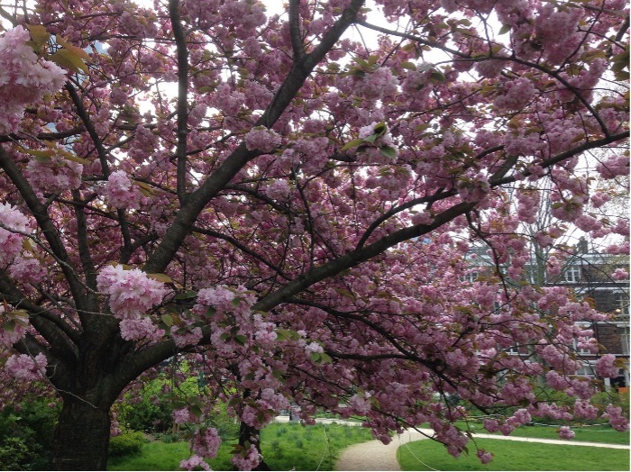 A cherry tree in a park